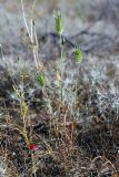 Eremopyrum bonaepartis. Цветущие растения. Южный Казахстан, восточная граница пустыни Кызылкум. 07.05.2013.