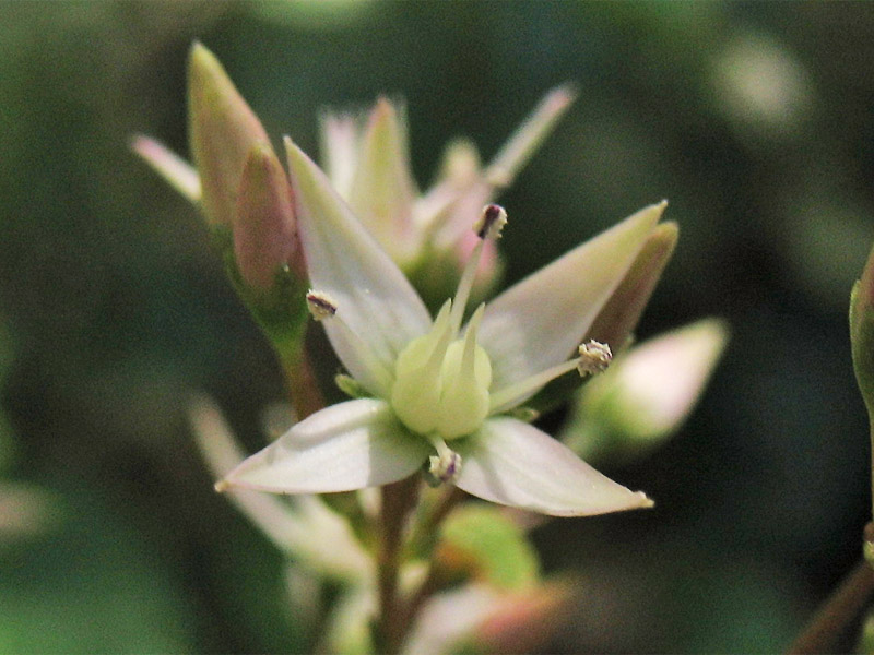 Image of Crassula multicava specimen.