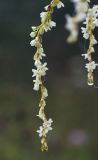 Aconogonon divaricatum