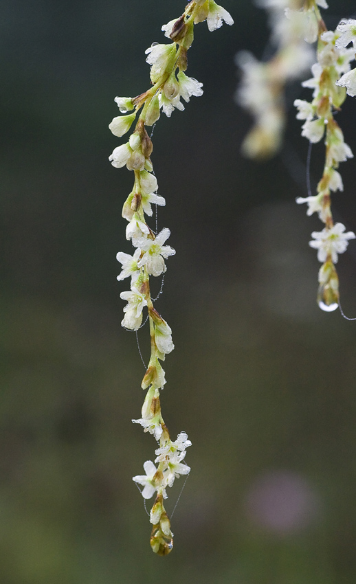 Изображение особи Aconogonon divaricatum.