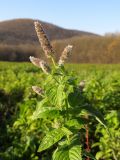 Mentha longifolia