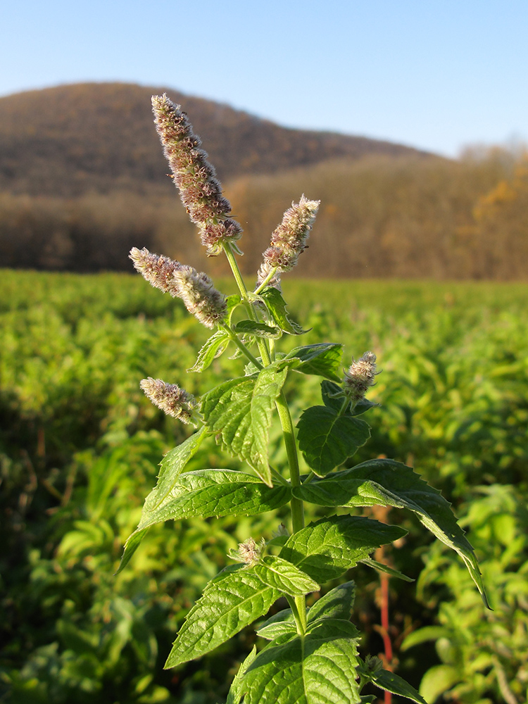 Image of Mentha longifolia specimen.