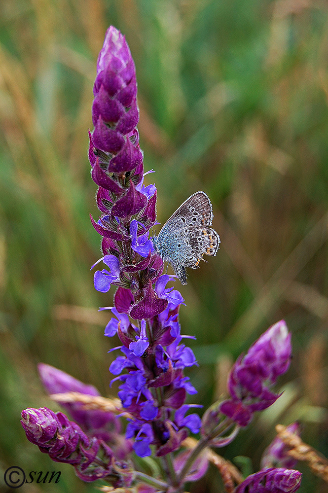 Image of Salvia tesquicola specimen.