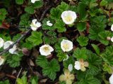 Rubus chamaemorus. Цветущие растения. Чукотский автономный округ, Чукотский р-н, окр. села Лорино. 4 июля 2013 г.