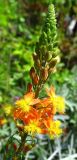 Bulbine frutescens