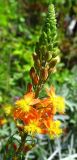 Bulbine frutescens. Соцветие. Израиль, г. Беэр-Шева, городское озеленение. 17.08.2013.