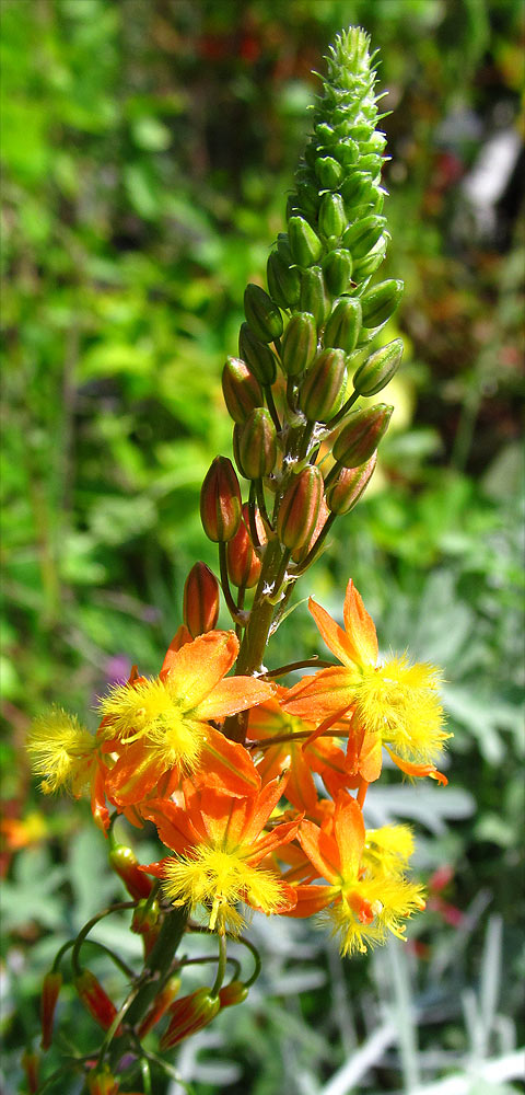 Изображение особи Bulbine frutescens.