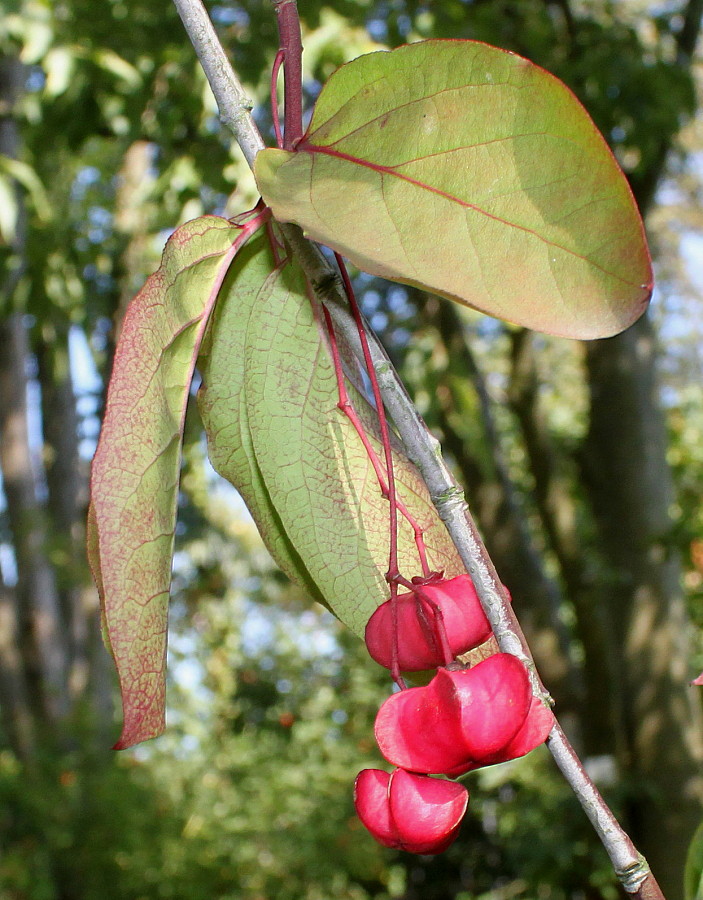 Image of Euonymus sanguineus specimen.