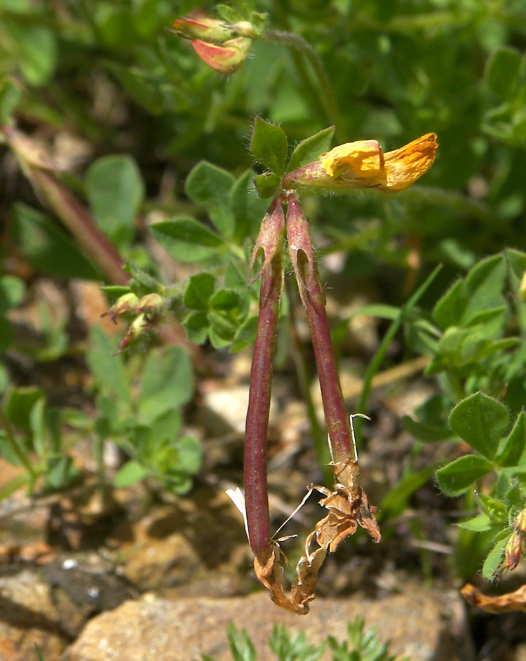 Image of Lotus caucasicus specimen.