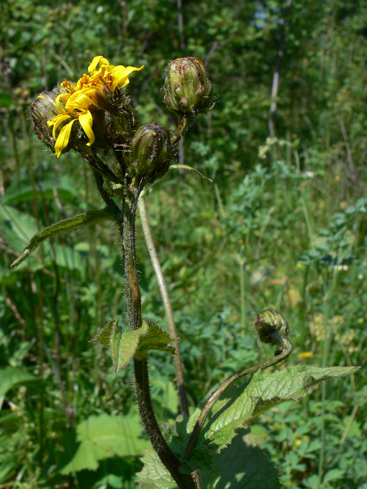 Изображение особи Crepis sibirica.