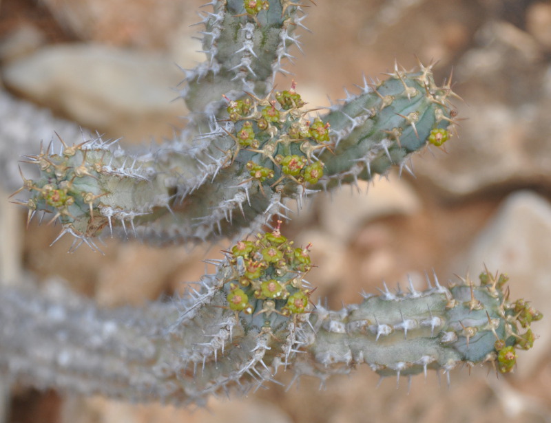Изображение особи Euphorbia spiralis.