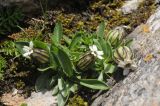 Gastrolychnis gonosperma