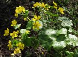 Caltha palustris