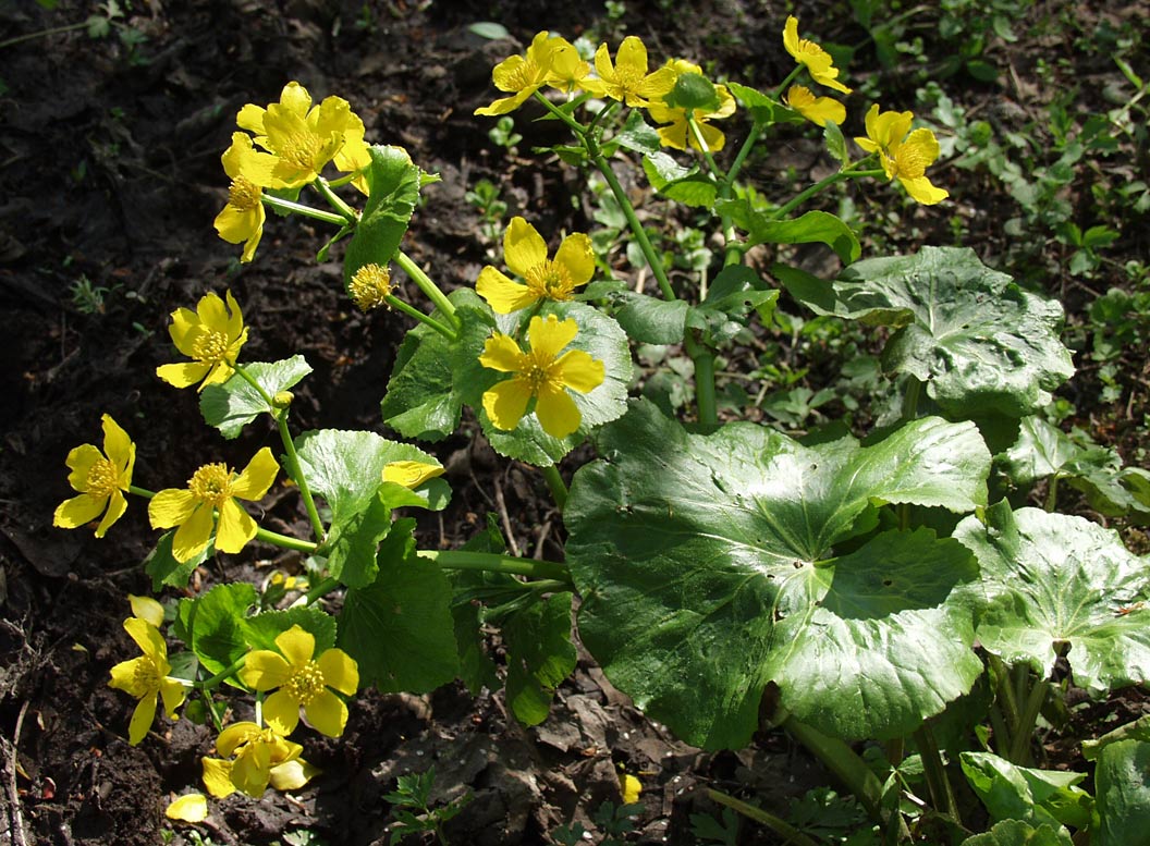 Image of Caltha palustris specimen.