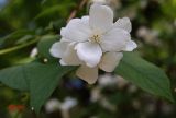 Philadelphus coronarius