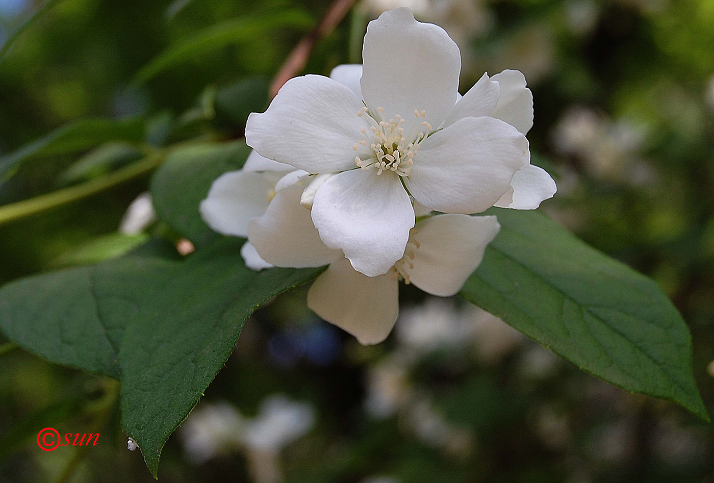 Изображение особи Philadelphus coronarius.