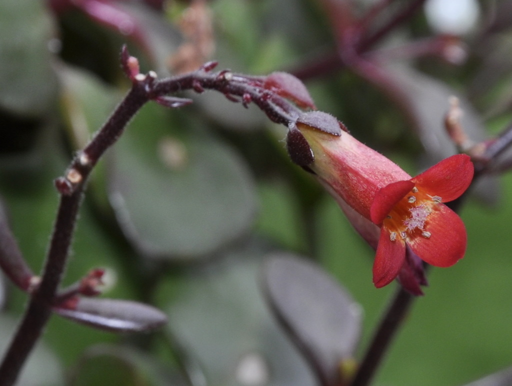 Image of genus Kalanchoe specimen.