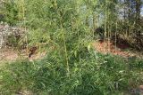 Phyllostachys viridi-glaucescens. Группа растений. Германия, г. Дюссельдорф, Ботанический сад университета. 10.03.2014.