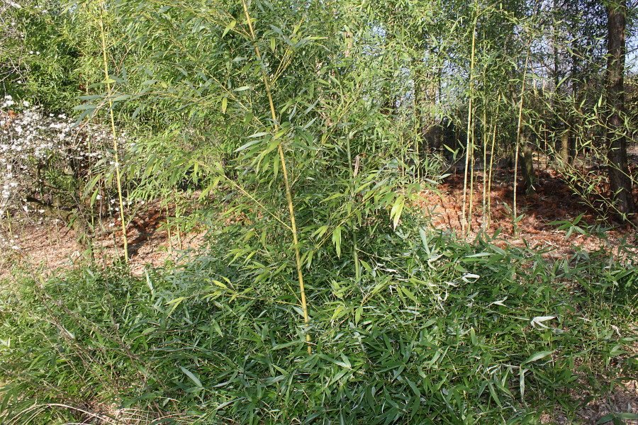 Изображение особи Phyllostachys viridi-glaucescens.