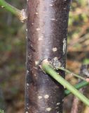 Prunus mume. Средняя часть многолетней ветки с основаниями однолетних веточек. Германия, г. Дюссельдорф, Ботанический сад университета. 13.03.2014.