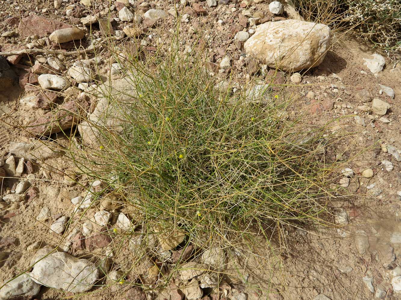 Image of Kickxia scoparia specimen.