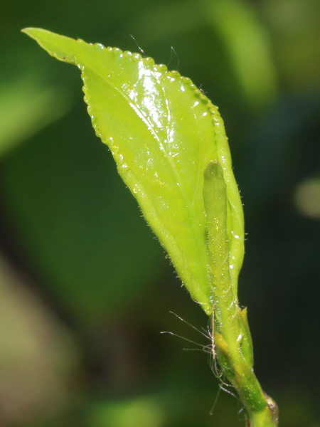 Image of Populus &times; berolinensis specimen.