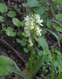 Dactylorhiza romana ssp. georgica