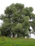 Salix alba