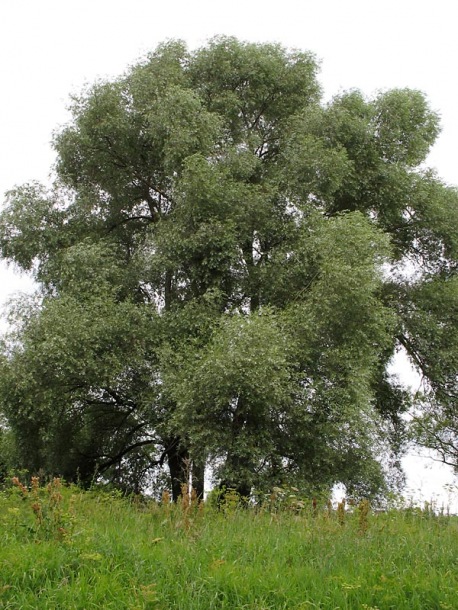 Image of Salix alba specimen.