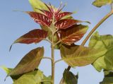 Ailanthus altissima