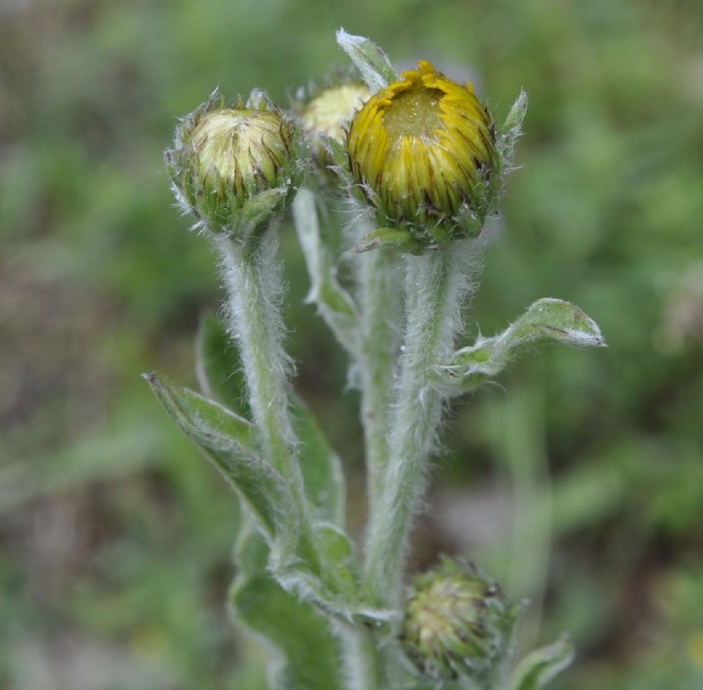 Image of Inula oculus-christi specimen.