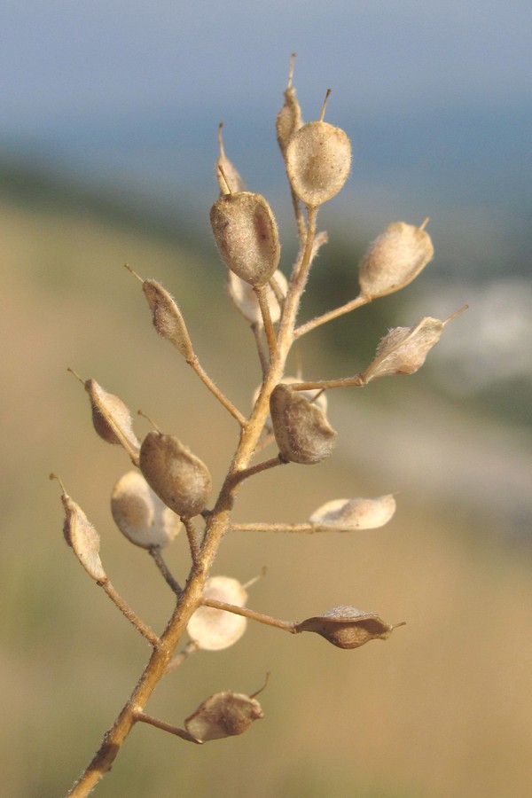 Image of Odontarrhena subalpina specimen.