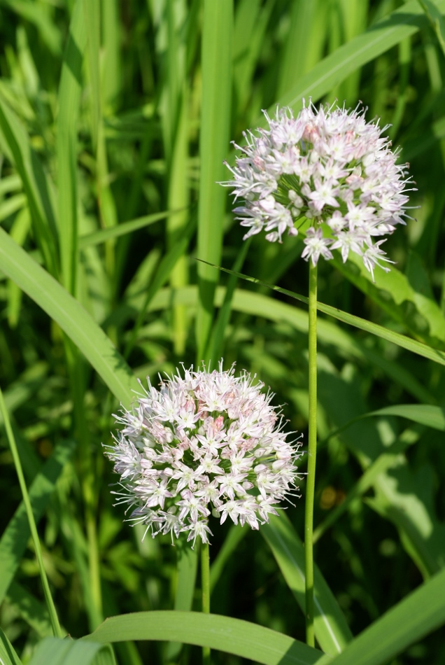 Image of Allium macrostemon specimen.