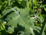 Sonchus oleraceus