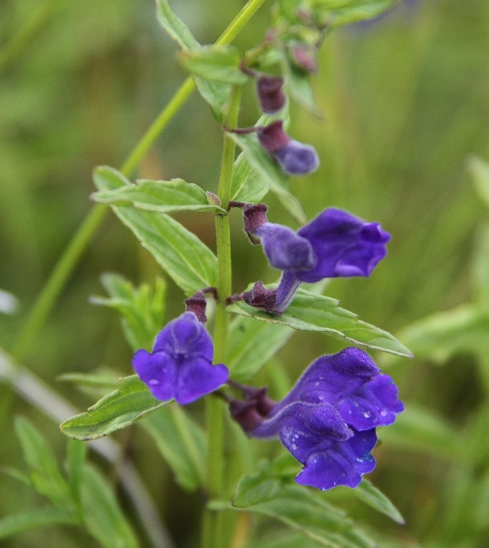 Image of Scutellaria scordiifolia specimen.