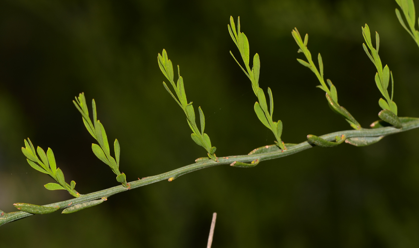 Image of Osyris alba specimen.