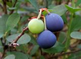 Vaccinium uliginosum. Плоды разной степени зрелости. Тверская обл., Кимрский р-н, окр. дер. Ларцево, кустарничково-сфагновый сосняк. 11.07.2014.