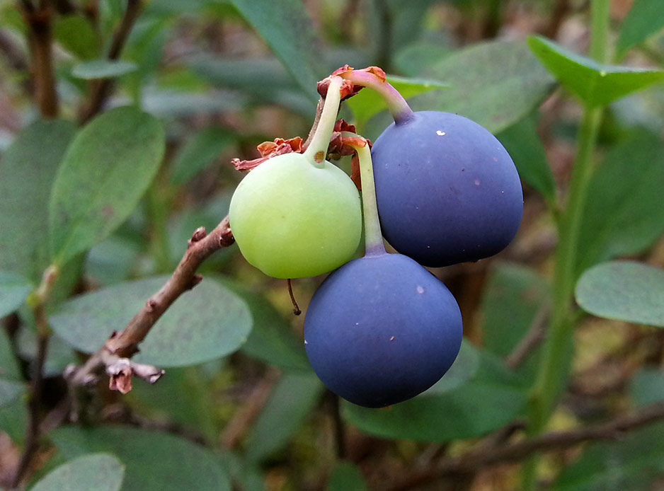Image of Vaccinium uliginosum specimen.