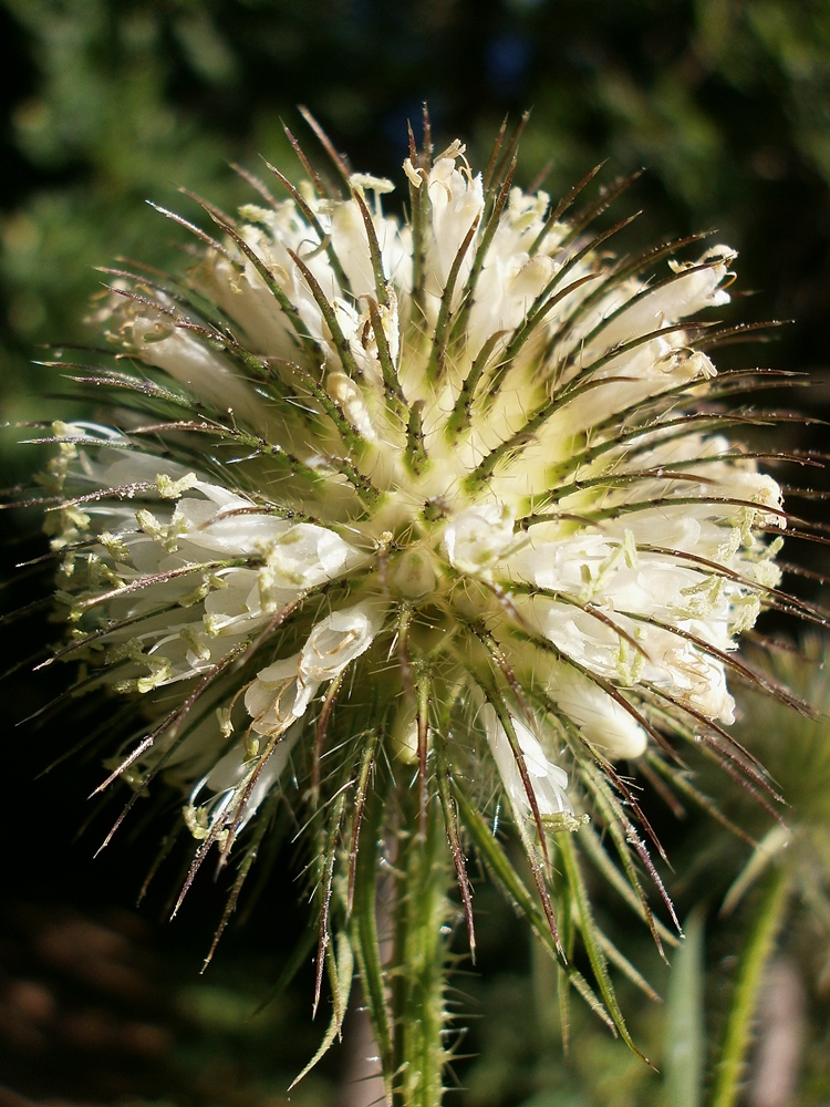 Image of Dipsacus strigosus specimen.