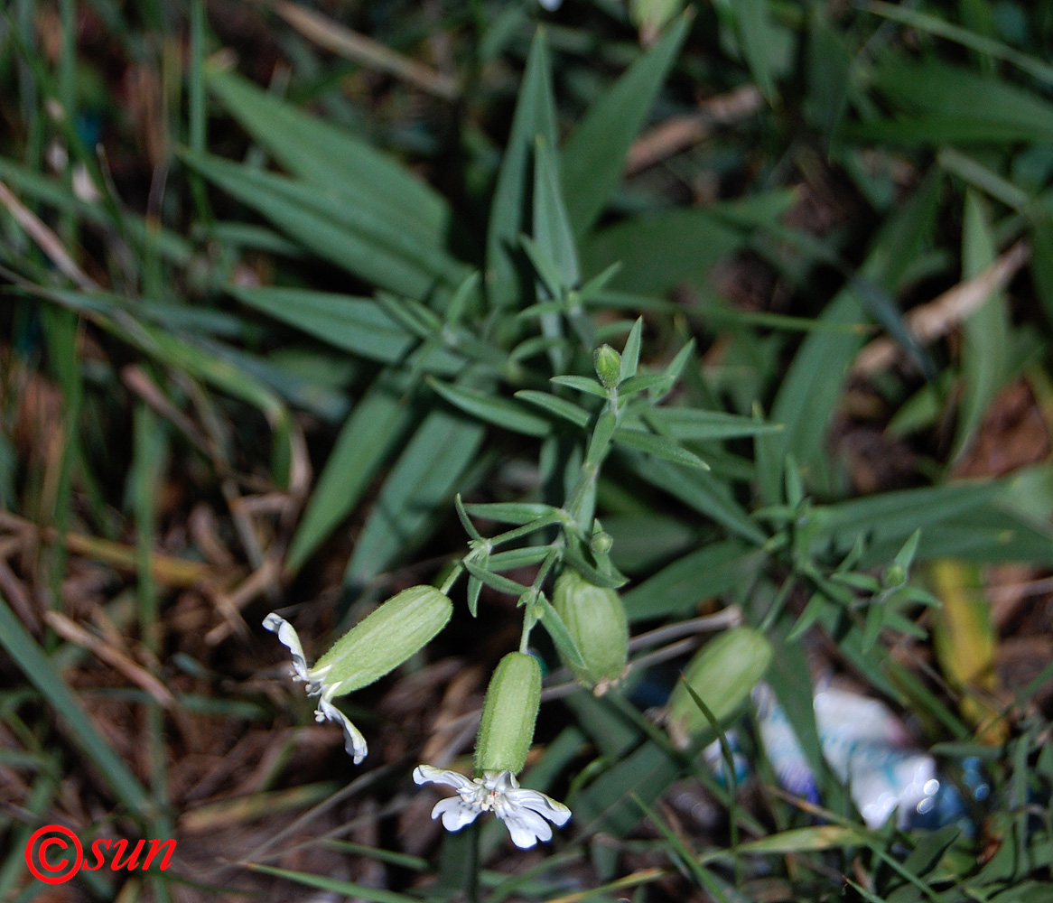 Image of Oberna procumbens specimen.