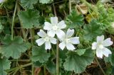 Malva neglecta