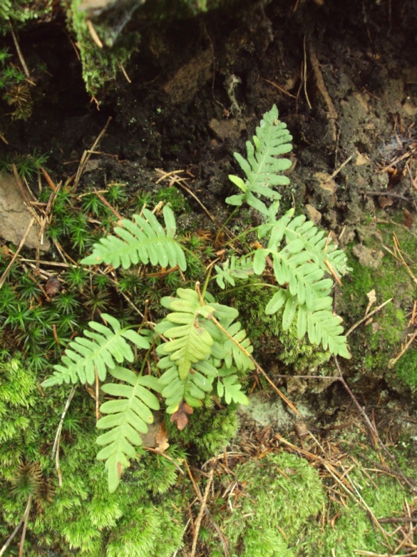 Image of Polypodium vulgare specimen.