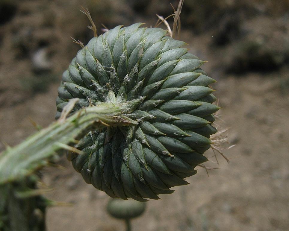 Image of Onopordum armenum specimen.