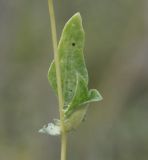 Atriplex patula. Часть побега. Греция, Халкидики, п-в Ситония (Σιθωνία), пляж. 25.09.2014.