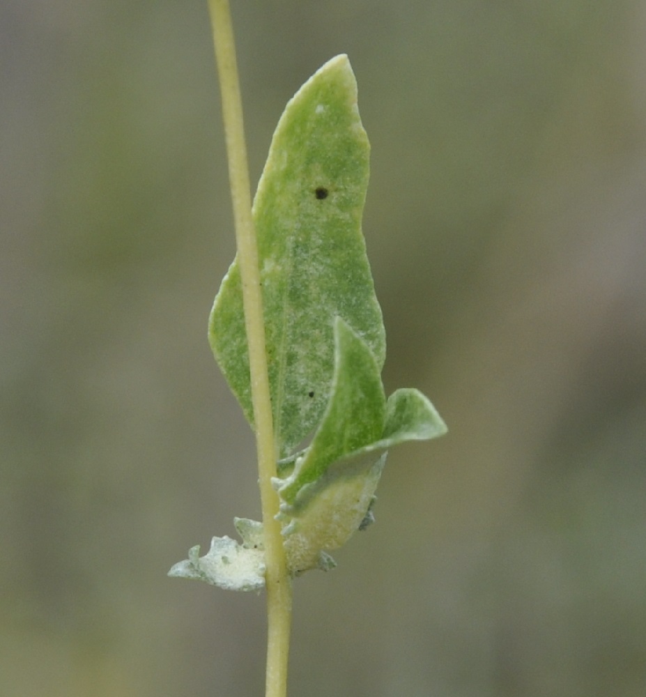 Изображение особи Atriplex patula.