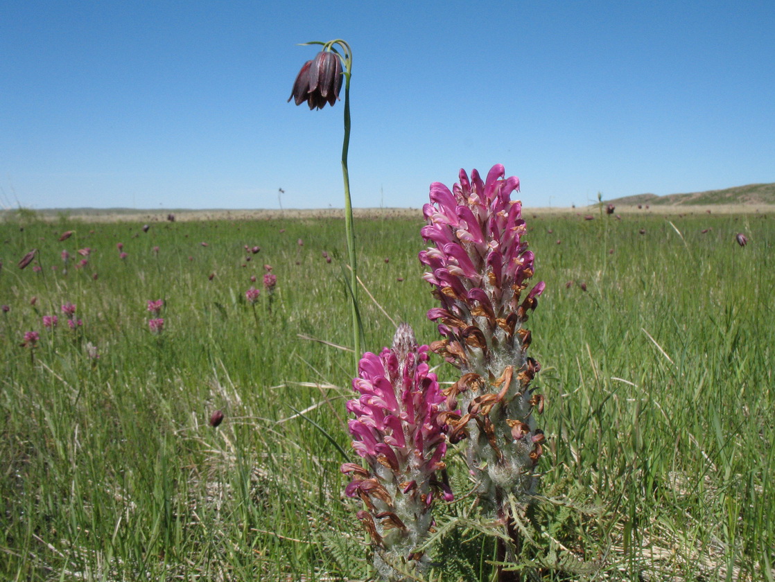 Изображение особи Pedicularis dasystachys.