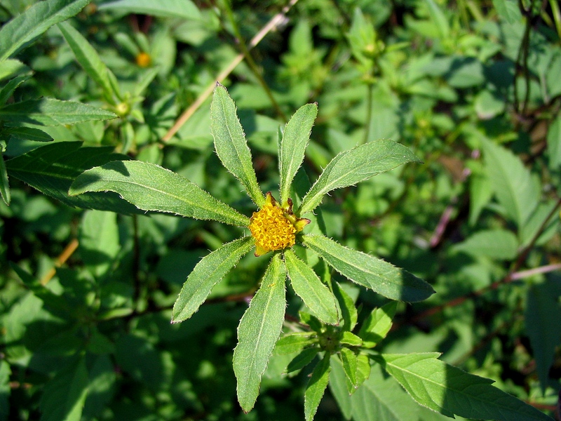 Изображение особи Bidens frondosa.