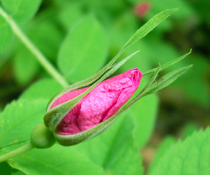 Image of Rosa cinnamomea specimen.