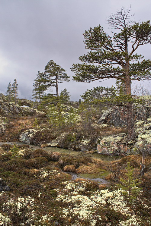 Image of Pinus friesiana specimen.