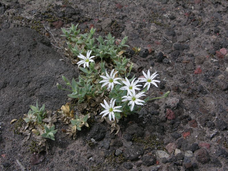 Image of Stellaria eschscholtziana specimen.